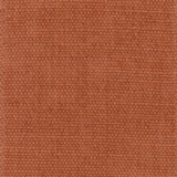 Begonia 650