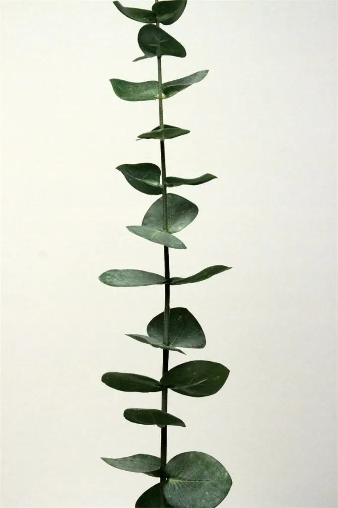 [96285051] Eucalyptus spray vert - 87cm