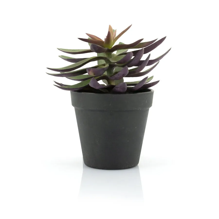 [403114] Plante succulente 2 - 18x18 cm