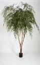 Arbre willow 250 cm
