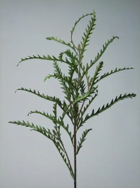Grevillea spray