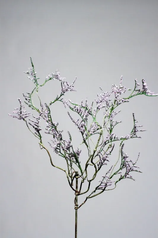 Desmodium gyrans - lavande - 83cm
