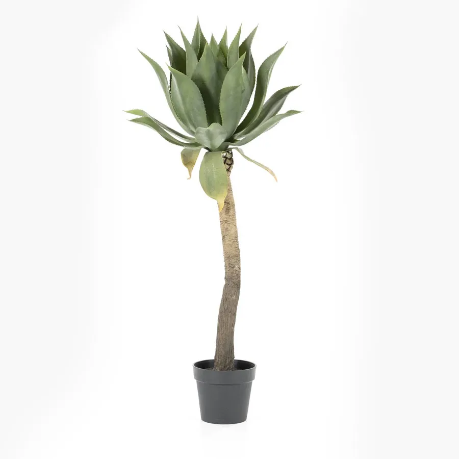 Arbre agave - 51x122
