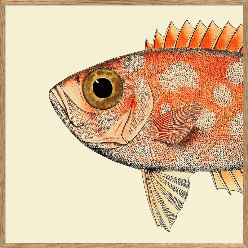 Cadre tête de poisson orange 112x112 cm - cadre en chêne