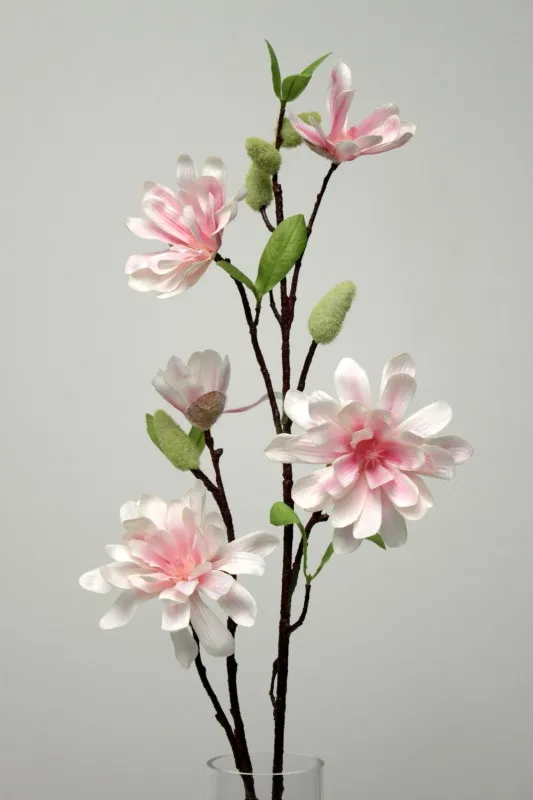 Magnolia pink cream 70cm 12/96