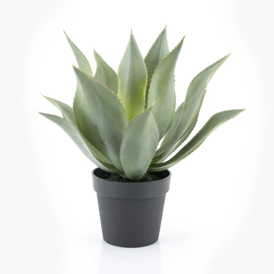 [403102] Plante Agave - large 51x51