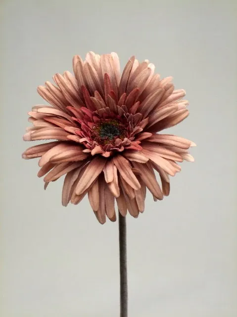 GERBERA DUSTY ROSE 70 cm.