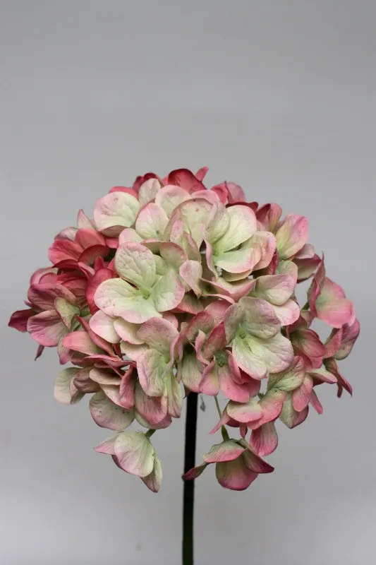 HYDRANGEA PP.GREEN 48 cm