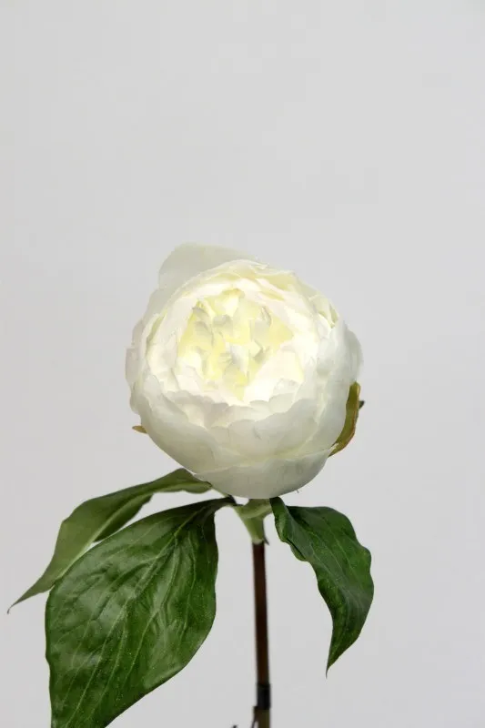 PEONY WHITE CR.GR 50cm