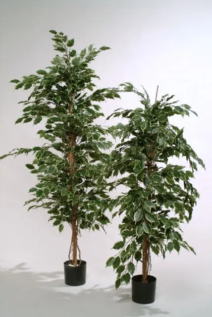 FICUS LADDER TREE MIX GR 1.65m