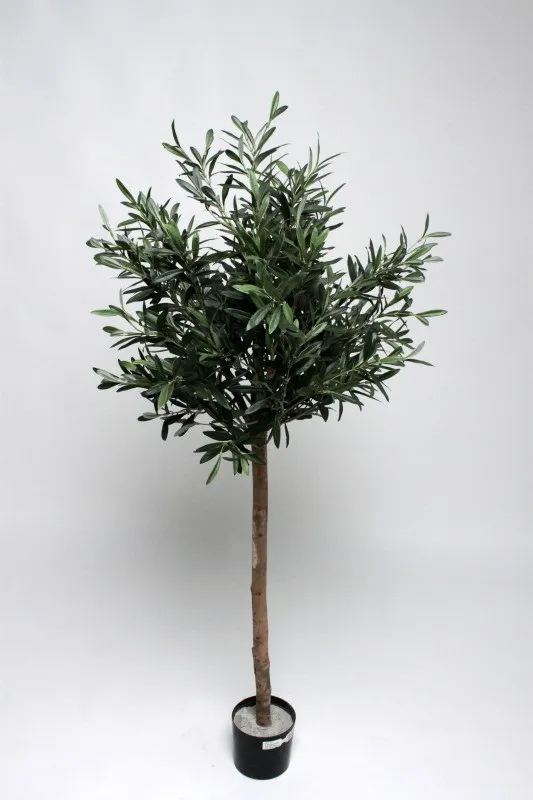 OLIVIER TREE 1.20m