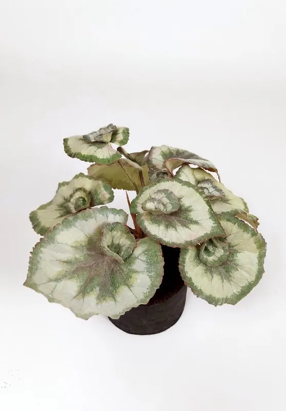BEGONIA LEAFES ESCARGOT WH/GR 35cm