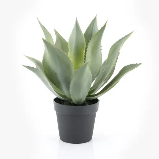[403102] Plante Agave - large 51x51